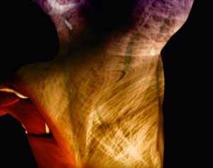 fascia3
