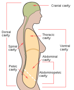 300px-Scheme_body_cavities-en.svg