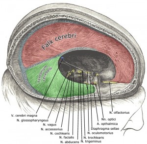 Falxcerebri