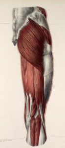 Muscles of the groin and thigh2
