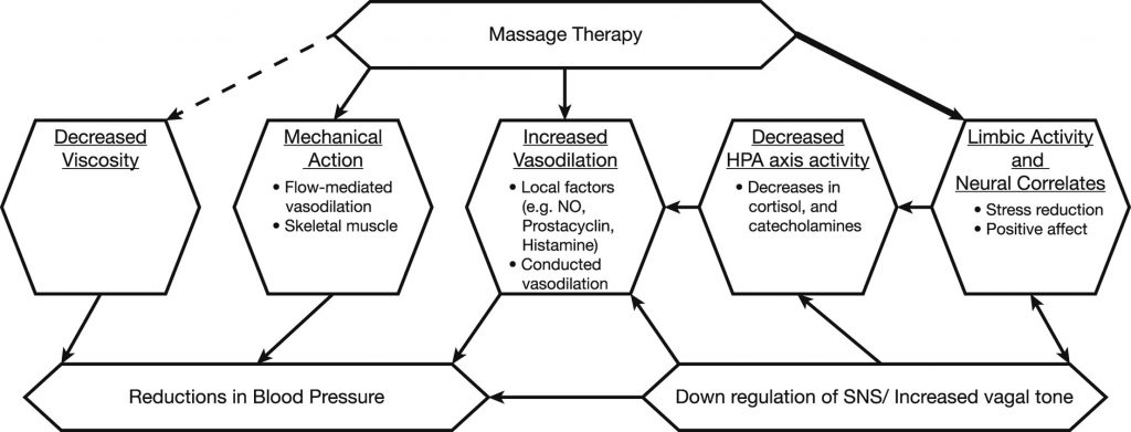 Massage therapy: understanding the mechanisms of action on blood ...