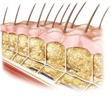 fascia skin subcutaneous bone cutis retinacula learnmuscles frictionless interface shearing unpacking underlying theory fibers tension deeper permission joseph note structure