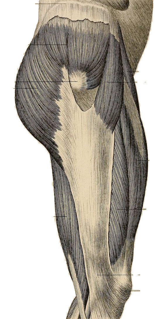 Tensor Fasciae Latae Muscles Of The Lower Extremity Anat Flickr The